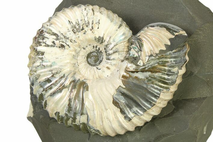 Iridescent Ammonite (Deshayesites) Fossil #317664